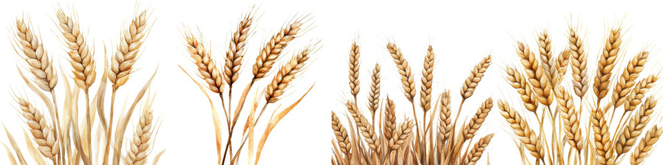 Close up of a bundle of freshly harvested golden wheat or barley ears against a backdrop of a rural farm field
