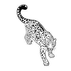 vector illustration of a silhouette of a leopard 