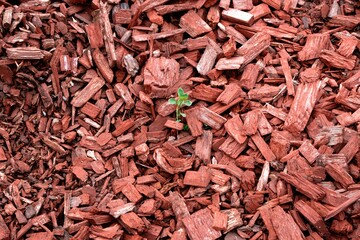 small plant in red wood chips