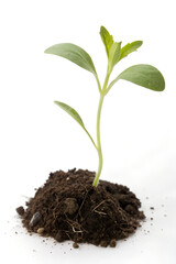 Young Seedling Plant Growing from Soil &ndash; Isolated on White Background