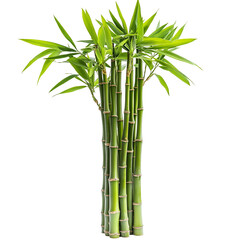 bamboo isolated on white background