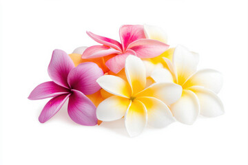 Naklejka premium Colorful plumeria flowers arranged in a beautiful display on a white background. isolated on white background.