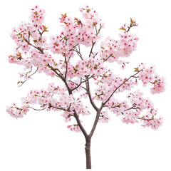 Obraz premium pink cherry blossom