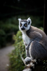 Un lémurien assis sur une clôture, il regarde vers la caméra, il est en liberté 
