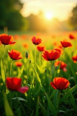 Naklejka premium Poppies scattered across a lush green meadow bathed in golden sunlight , flora, light