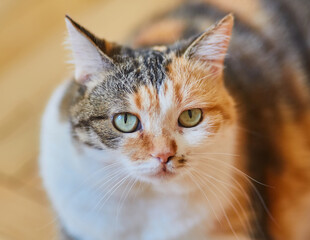 Close-Up of a Tricolor Cat