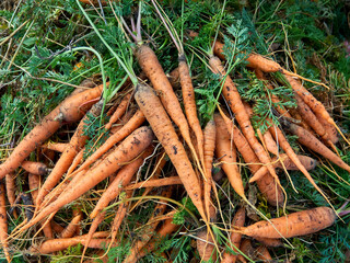 Freshly Harvested Carrots