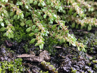 Close-Up of Lush Green Moss in Nature.  Wet moss after rain.