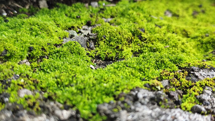 Close-Up of Lush Green Moss in Nature.  Wet moss after rain.