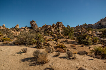 United States Joshua Tree National Park