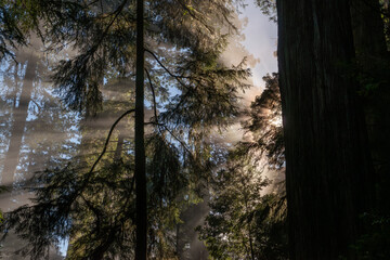 United States Redwood State Park