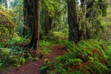 United States Redwood State Park
