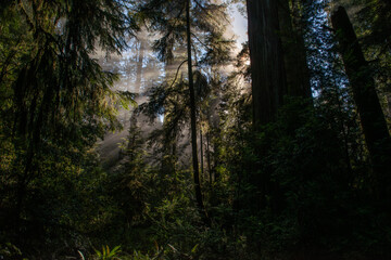 United States Redwood State Park