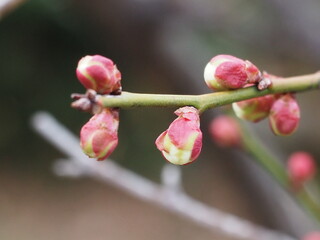 Plum Blossom