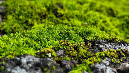 Close-Up of Lush Green Moss in Nature.  Wet moss after rain.
