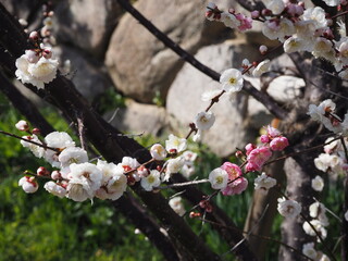 Plum Blossom