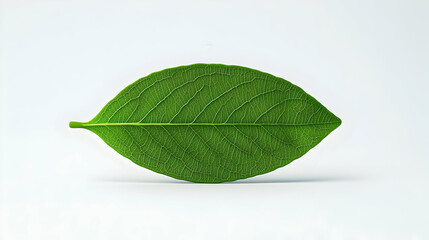 Fototapeta premium Fresh Green Leaf Placed on White Background for Nature Themes