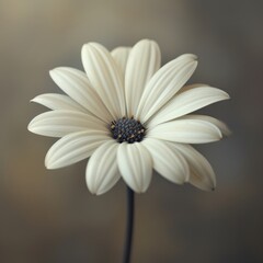 Fototapeta premium Close-up of a pale beige daisy, soft light, blurred background