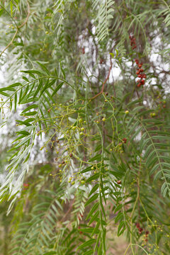 Pfefferbaum Schinus molle in Australien. Reifer roter und gr&uuml;ner Pfeffer.