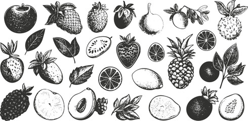 Black and white sketch of various fruits in a vintage style.