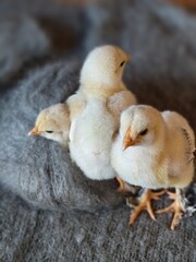 Cute Easter Chicks Nesting and Resting on Cozy Wool Fabric.
