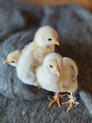 Adorable Easter Chicks Snuggling in a Warm Woolen Nest.
