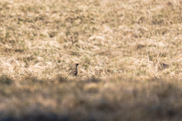 bird sitting in a meadow