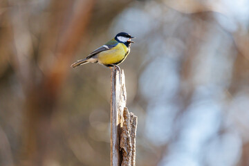 Great tit singing on wooden post in Siebenbrunn, Germany
