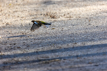 Common chaffinch flying in Siebenbrunn, Germany