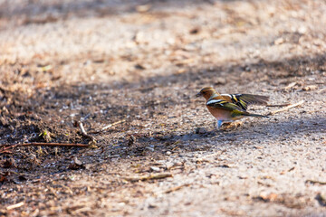 Common chaffinch with wings spread, Siebenbrunn, Augsburg, Germany, March 2025