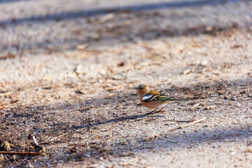 Common chaffinch calling on forest path, Siebenbrunn, Augsburg, Germany, March 2025