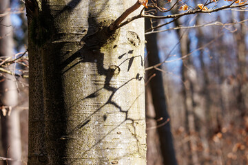 Beech tree bark with shadow patterns, Siebenbrunn, Augsburg, Germany, March 2025