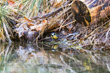 Great tit at waterside, Siebenbrunn, Augsburg, Germany, March 2025