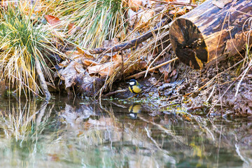 Great tit at waterside, Siebenbrunn, Augsburg, Germany, March 2025