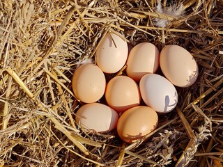 Farm Fresh Eggs Nestled in a Cozy Straw Bed.