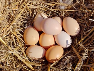 Organic Brown Eggs Arranged in a Soft Straw Nest.