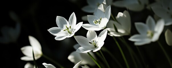 Close-up of white star-shaped flowers in natural lighting
