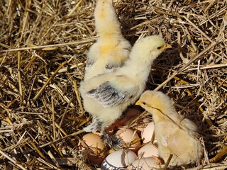 Curious Little Chicks Standing Near a Nest of Fresh Eggs.