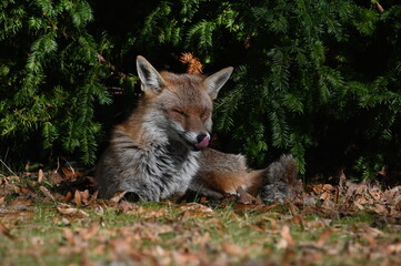 licking red fox (vulpes vulpes)