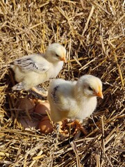 Playful Baby Chicks Walking Around a Cozy Straw Nest.