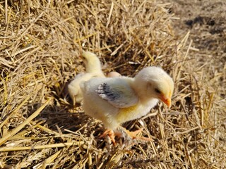 Adorable Easter Chick Walking on a Warm Straw Bed.