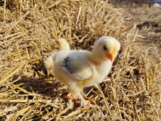 Happy Easter Chick Standing in a Golden Straw Nest.