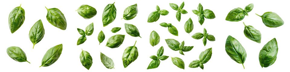 Arrangement of fresh green basil leaves on a plain white background  Overhead view of aromatic culinary herb with vibrant foliage for use in cooking garnishing or