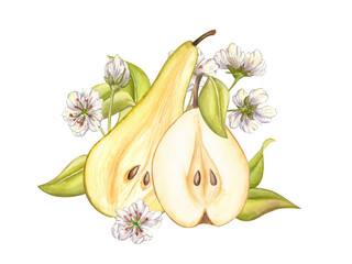 Juicy Pear pulp with white blooming flowers and leaves watercolor illustration. Ripe half cut elongated conference and round Chinese Pear clipart isolated on white background. Sweet slice fruit