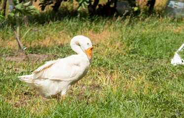 Majestic White Goose Standing in a Lush Garden