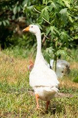Obraz premium Majestic White Goose Standing in a Lush Garden