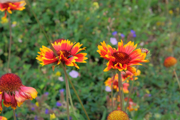 Gaillardia is growing in garden. Plant of Aster family. Gaillardia grows in meadow or open areas. Cottage garden.