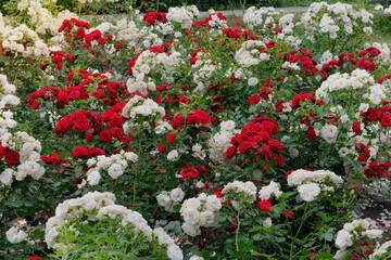 Rose flowers in Cottage garden. Flowers in botanical park. English garden with ornamental roses.