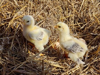Playful Little Chicks Enjoying the Sun on a Farm Nest.