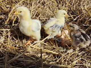Fluffy Baby Chicks Nestled Together in a Warm Straw Bed.